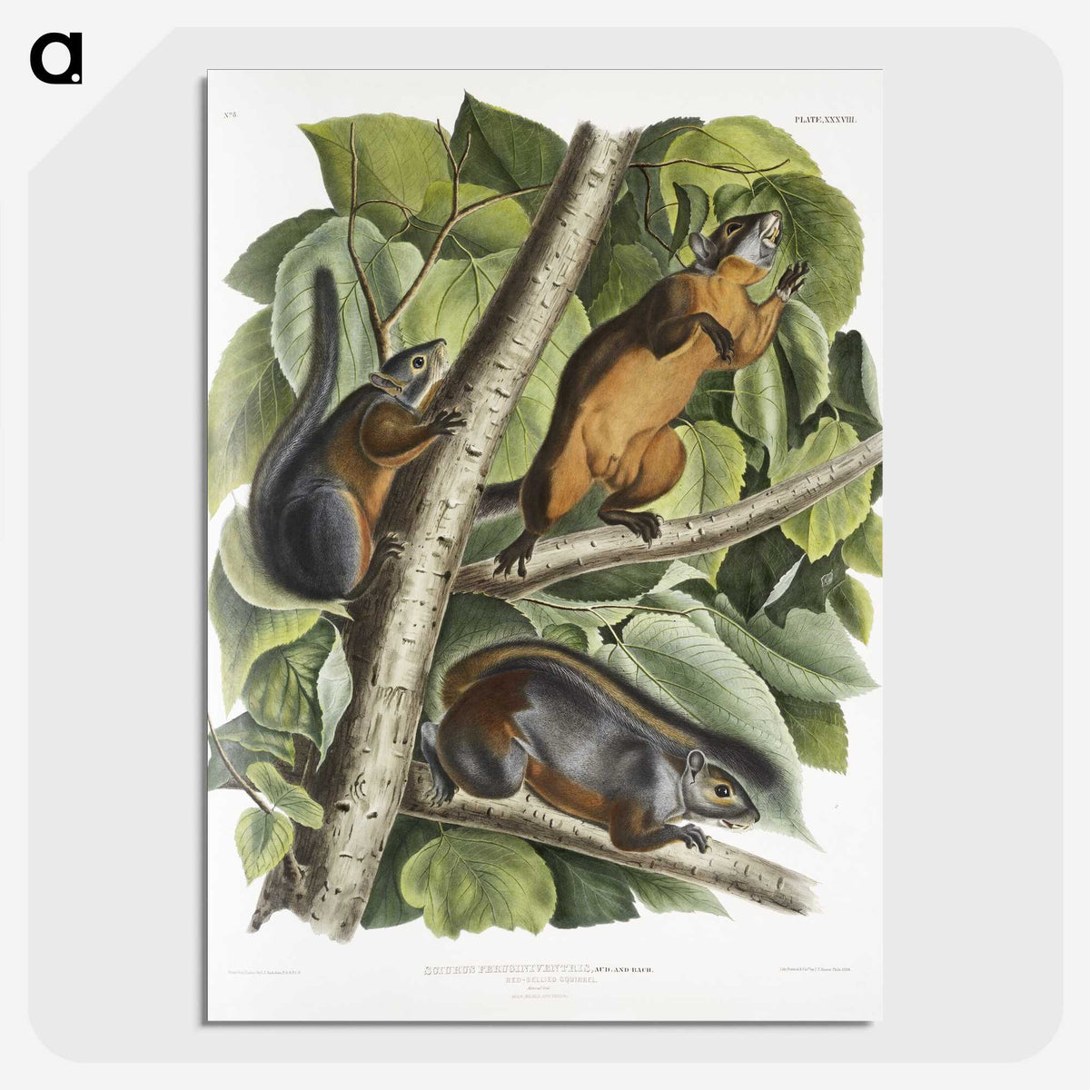 2-26_The-Viviparous-Quadrupeds_picture-crop