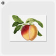 2-26_USDA-Watercolor-Fruit-Painting-Collection_postcard