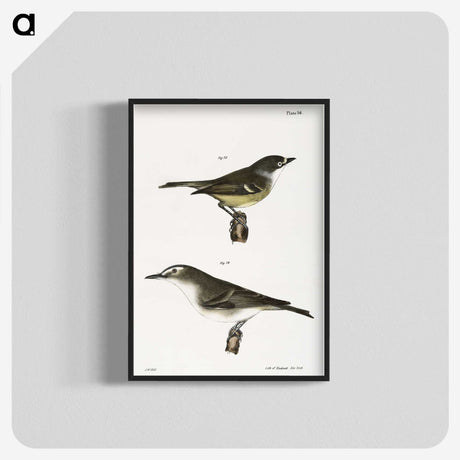 2-26_Zoology-of-New-York_blk-crop