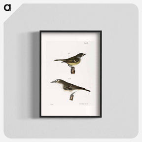 アートポスター-The White-eyed Greenlet (Vireo noveboracensis) 79. The Red-eyed Greenlet (Vireo olivaceus) - ニューヨークの動物学 Poster.
