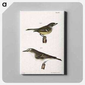 アートパネル-The White-eyed Greenlet (Vireo noveboracensis) 79. The Red-eyed Greenlet (Vireo olivaceus) - ニューヨークの動物学 Canvas.