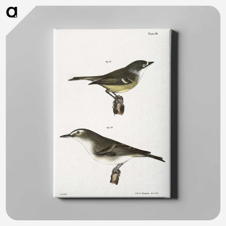 2-26_Zoology-of-New-York_canvas