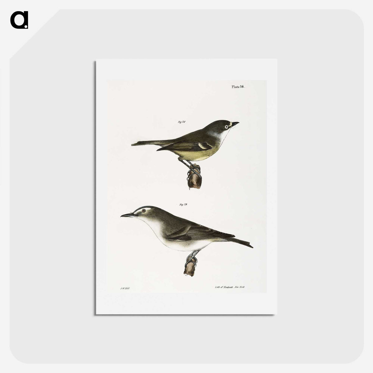 2-26_Zoology-of-New-York_hagaki