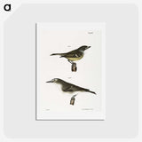 2-26_Zoology-of-New-York_hagaki