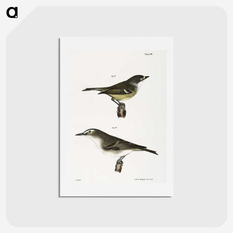 2-26_Zoology-of-New-York_hagaki
