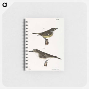 アートメモ帳-The White-eyed Greenlet (Vireo noveboracensis) 79. The Red-eyed Greenlet (Vireo olivaceus) - ニューヨークの動物学 Memo.