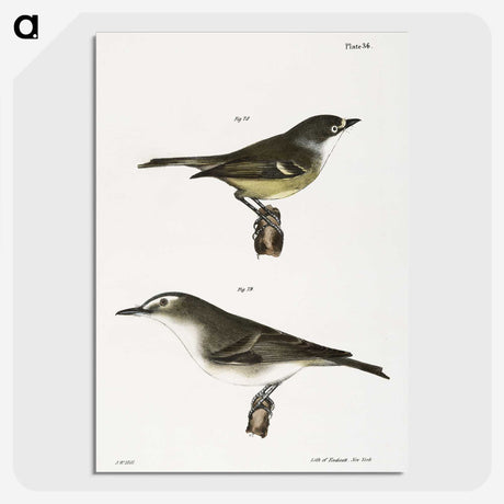 2-26_Zoology-of-New-York_picture-crop