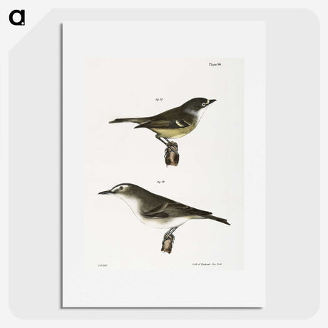 2-26_Zoology-of-New-York_picture