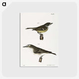 2-26_Zoology-of-New-York_postcard