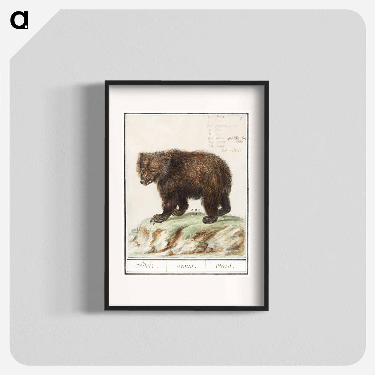 European brown bear - アンセルムス ボエティウス デ ブート Poster.