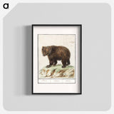 European brown bear - アンセルムス ボエティウス デ ブート Poster.