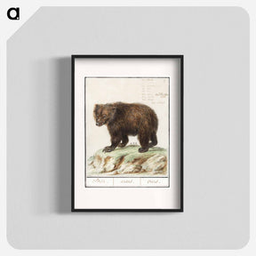 アートポスター-European brown bear - アンセルムス ボエティウス デ ブート Poster.
