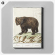 2-27_Anselmus-Boetius-de-Boodt_canvas