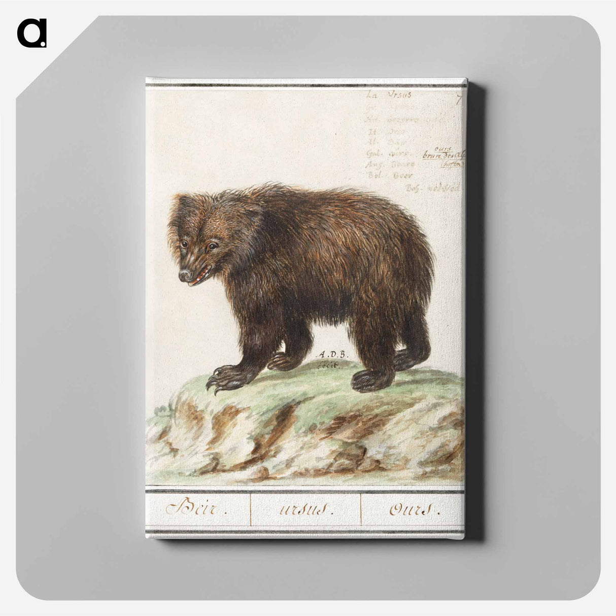 European brown bear - アンセルムス ボエティウス デ ブート Canvas.