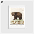 アートポストカード-European brown bear - アンセルムス ボエティウス デ ブート Postcard.