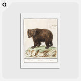 アートポストカード-European brown bear - アンセルムス ボエティウス デ ブート Postcard.