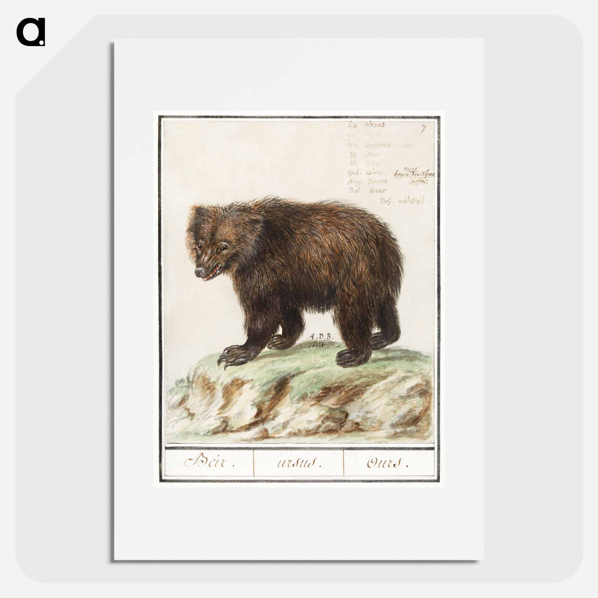 European brown bear - アンセルムス ボエティウス デ ブート Poster.