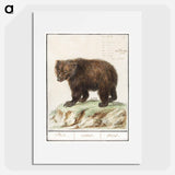 European brown bear - アンセルムス ボエティウス デ ブート Poster.