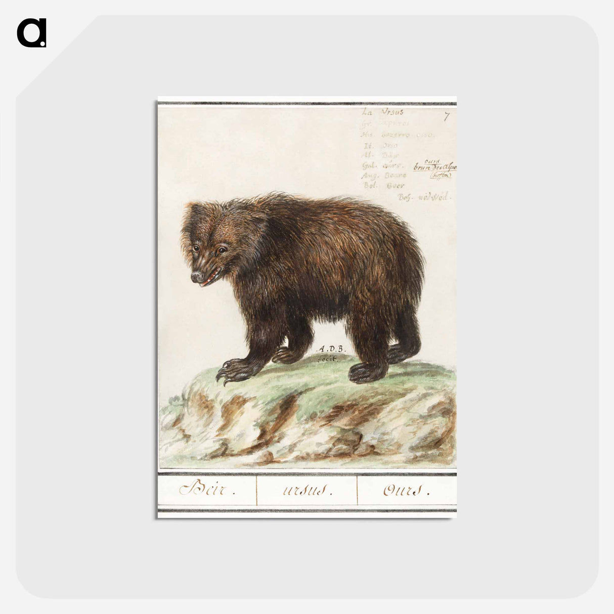 アートポストカード-European brown bear - アンセルムス ボエティウス デ ブート Postcard.