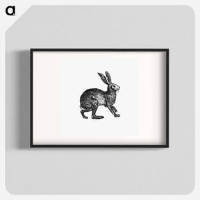 アートポスター-Victorian Rabbit Engraving
 - 大英図書館 Poster.