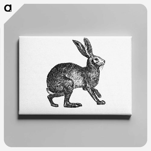 Victorian Rabbit Engraving
 - 大英図書館 Canvas.