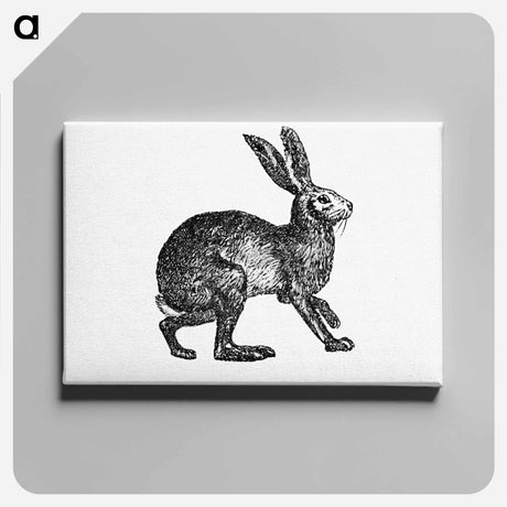 アートパネル-Victorian Rabbit Engraving
 - 大英図書館 Canvas.