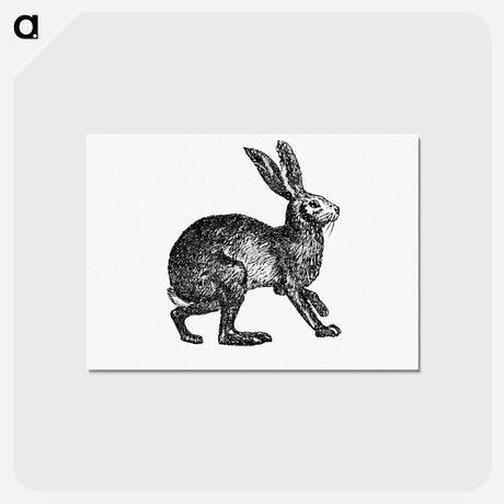 アートポストカード-Victorian Rabbit Engraving
 - 大英図書館 Postcard.