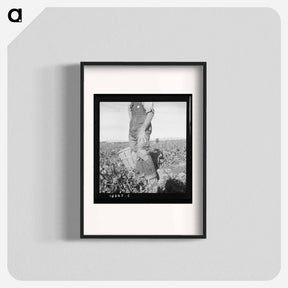 アートポスター-Untitled photo, possibly related to: Migratory field worker pulling carrots. Imperial Valley, California - ドロテア ラング Poster.