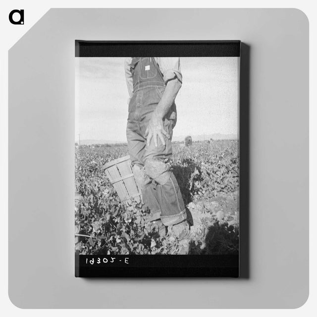 2-27_Dorothea-Lange_canvas