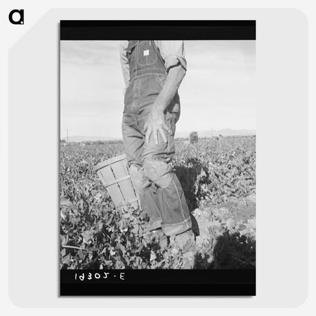 2-27_Dorothea-Lange_picture-crop