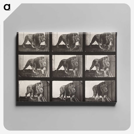 2-27_Eadweard-Muybridge_canvas