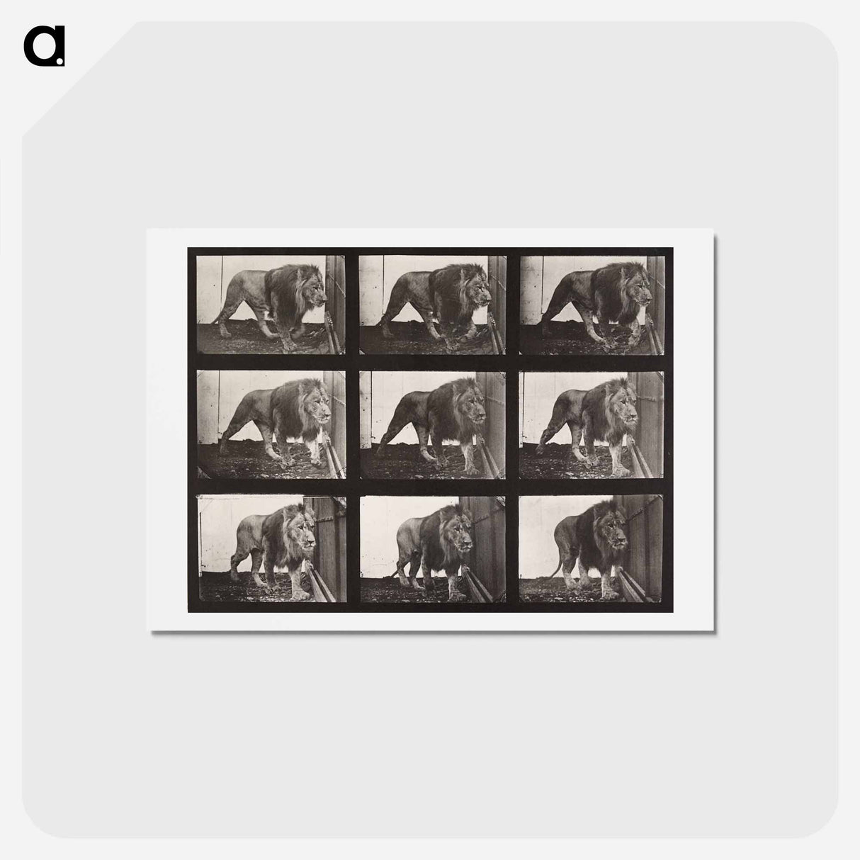 アートポストカード-Lion Walking
 - エドワード マイブリッジ Postcard.