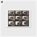 アートポストカード-Lion Walking
 - エドワード マイブリッジ Postcard.