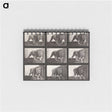 2-27_Eadweard-Muybridge_memo