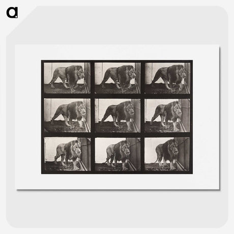 2-27_Eadweard-Muybridge_picture
