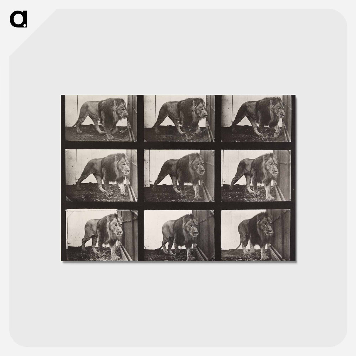 アートポストカード-Lion Walking
 - エドワード マイブリッジ Postcard.