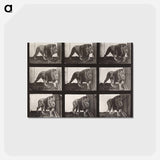 アートポストカード-Lion Walking
 - エドワード マイブリッジ Postcard.