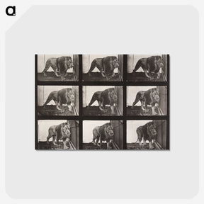 2-27_Eadweard-Muybridge_postcard