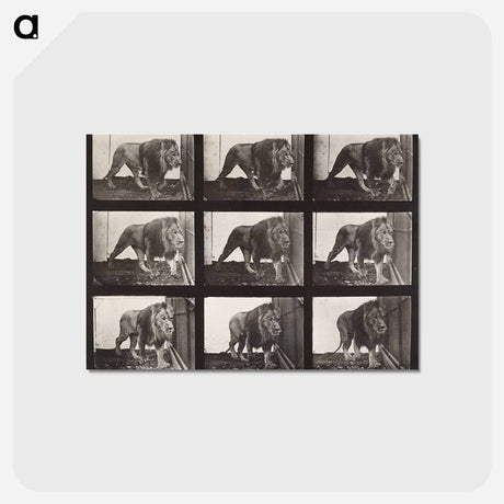 アートポストカード-Lion Walking
 - エドワード マイブリッジ Postcard.