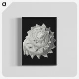2-27_Ernst-Haeckel_blk-crop