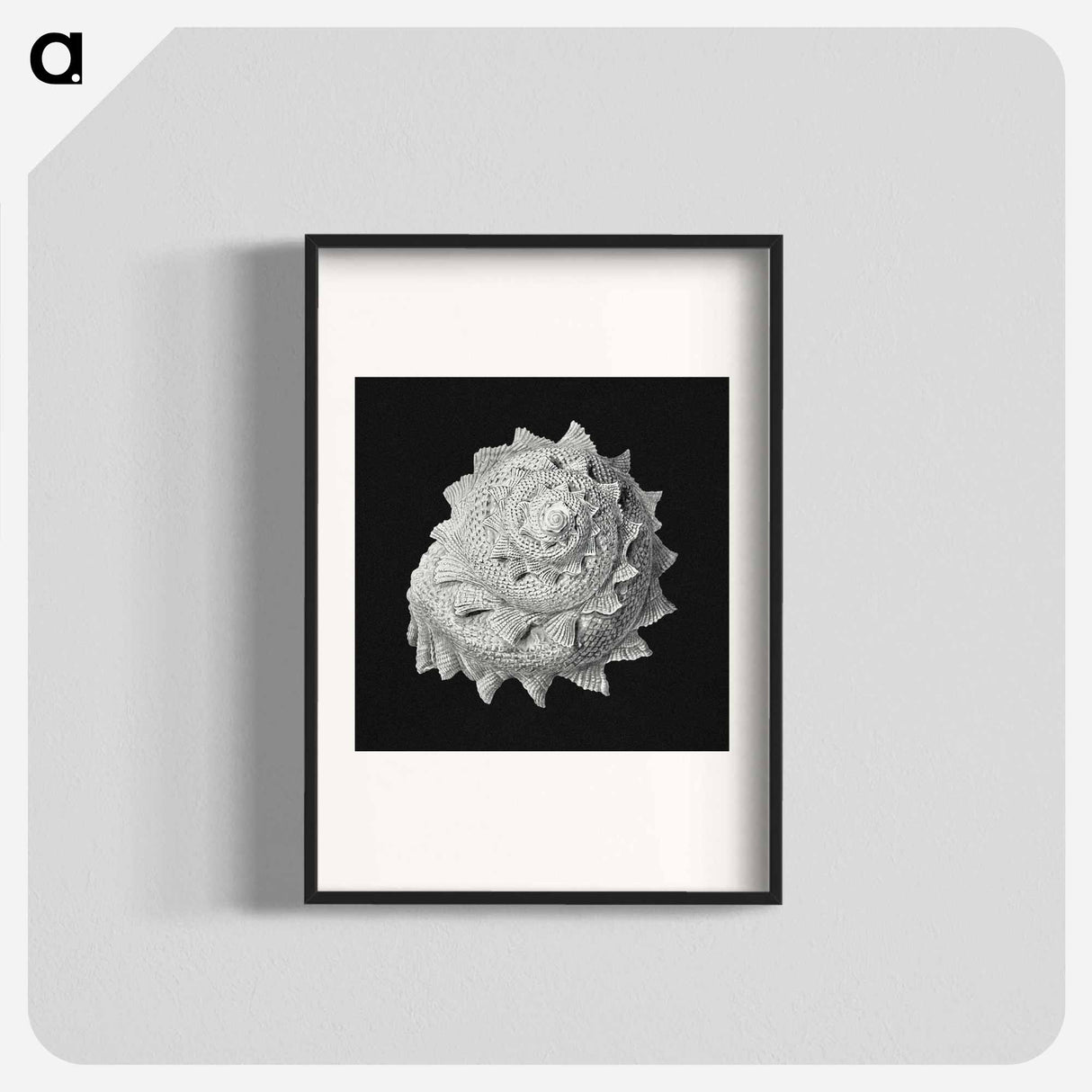 Vintage shell marine life illustration - エルンスト ヘッケル Poster.