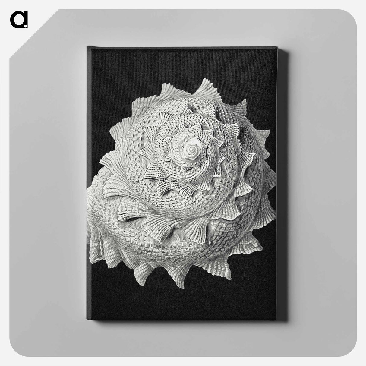 Vintage shell marine life illustration - エルンスト ヘッケル Canvas.
