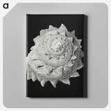 Vintage shell marine life illustration - エルンスト ヘッケル Canvas.