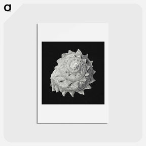 アートポストカード-Vintage shell marine life illustration - エルンスト ヘッケル Postcard.