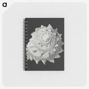 2-27_Ernst-Haeckel_memo