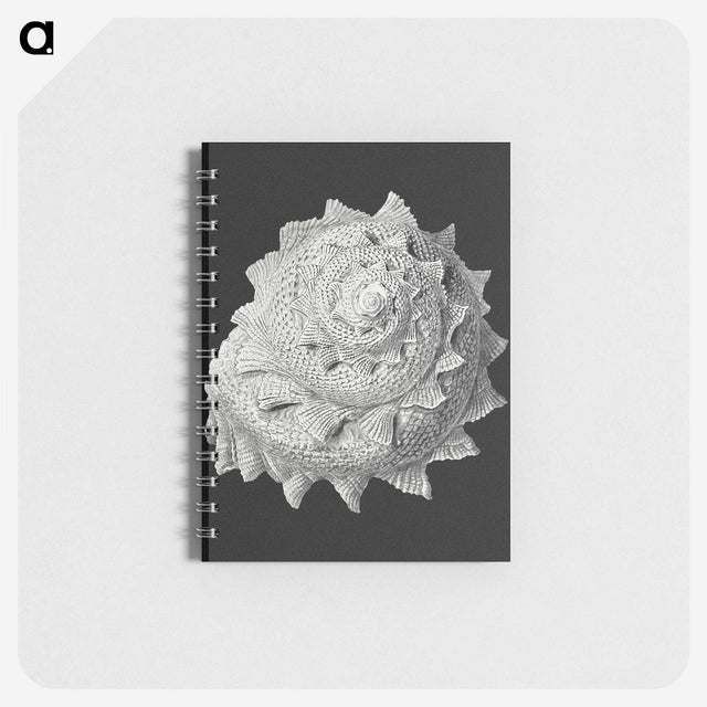 2-27_Ernst-Haeckel_memo