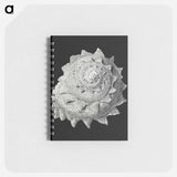 アートメモ帳-Vintage shell marine life illustration - エルンスト ヘッケル Memo.