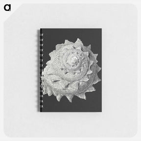 アートメモ帳-Vintage shell marine life illustration - エルンスト ヘッケル Memo.