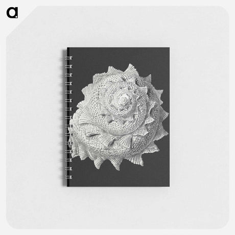 アートメモ帳-Vintage shell marine life illustration - エルンスト ヘッケル Memo.