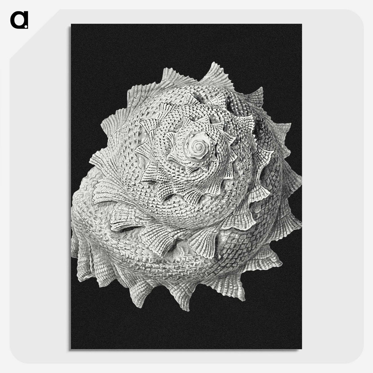 2-27_Ernst-Haeckel_picture-crop